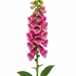 Foxglove Flower