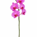 Orci laore flower