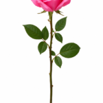Pretty Pink Rose
