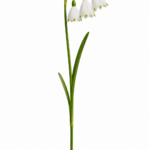 Spring Snowflake