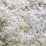 Spring breath flower
