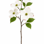 Flowering Dogwood