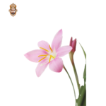 Lily Oriental Stick