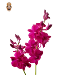 Orchid Stick