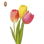 Tulip Stick