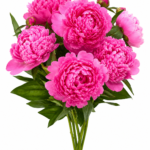 Bright Peonies