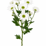 Daisy Stick