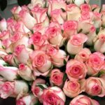 150 Rose Diamond Bouquet Pink Jumalia Rose