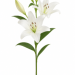 Lilies flowers