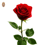 Red Rose Local Stick