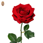 Red Rose Kolkata Stick
