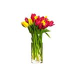 Red & Yellow Tulip