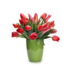Red Tulips